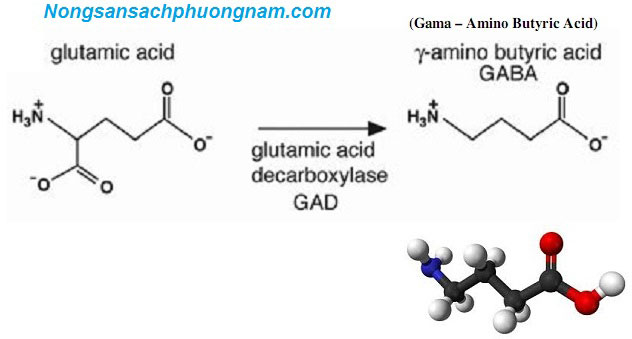 chất GABA (gama amino butyric acid)