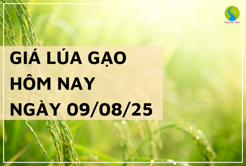 GIÁ LÚA GẠO HÔM NAY NGÀY 09/08/2025: Xuất Khẩu Tiếp Tục Tăng