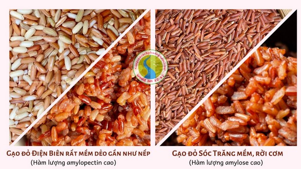 phân biệt các loại gạo lứt