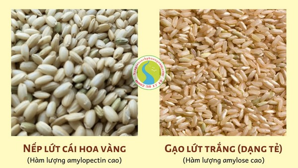 phân biệt các loại gạo lứt