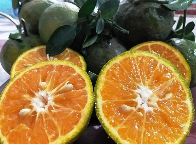 Trái cam sành Tam Bình Vĩnh Long rất ngọt và nhiều nước