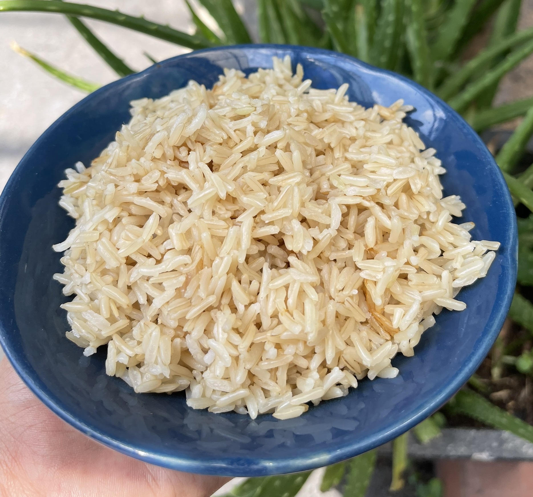 Cơm gạo lứt trắng cho người bệnh tiểu đường