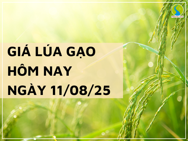 GIÁ LÚA GẠO HÔM NAY NGÀY 11/08/2025: Giao Dịch Trầm Lắng