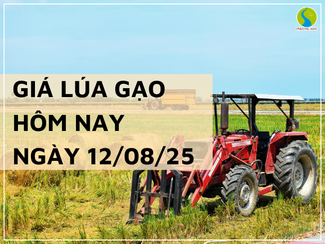 GIÁ LÚA GẠO HÔM NAY NGÀY 12/08/2025: Gạo Nguyên Liệu Xuất Khẩu Nhích Nhẹ
