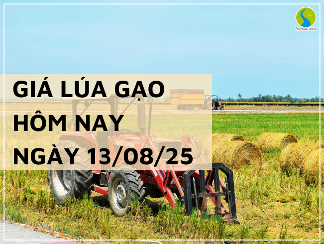 GIÁ LÚA GẠO HÔM NAY NGÀY 13/08/2025: Gạo Nguyên Liệu Xuất Khẩu Tăng