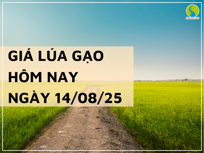 GIÁ LÚA GẠO HÔM NAY NGÀY 14/08/2025: Một Số Mặt Hàng Giảm Nhẹ