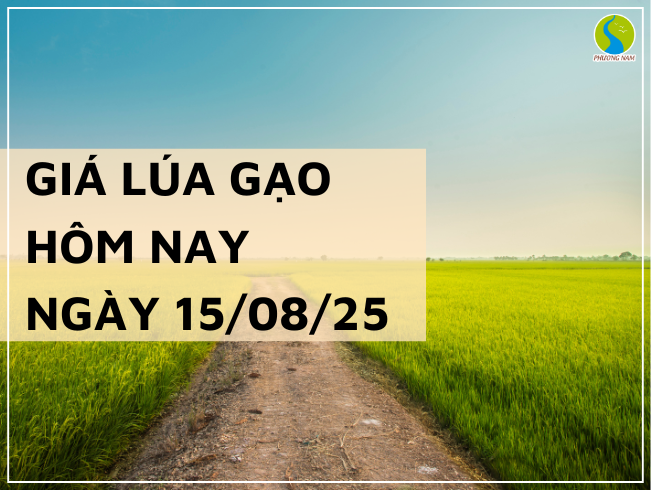 GIÁ LÚA GẠO HÔM NAY NGÀY 14/08/2025: Thị Trường Ổn Định
