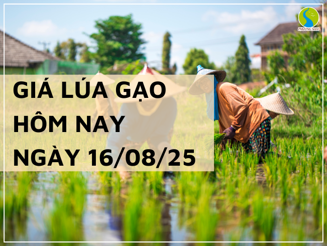 GIÁ LÚA GẠO HÔM NAY NGÀY 16/08/2025: Lúa Thơm Giảm Nhẹ