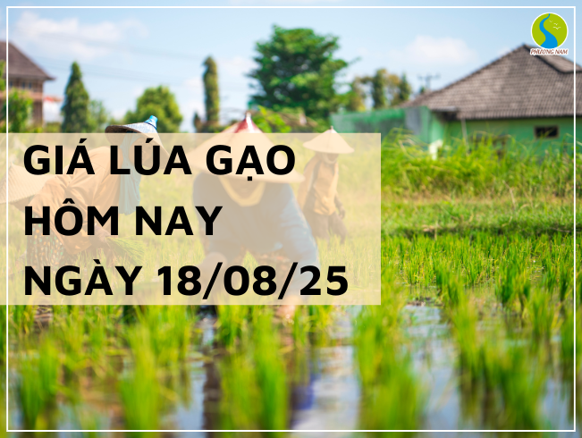 THỊ TRƯỜNG GIÁ LÚA GẠO HÔM NAY NGÀY 18/08/2025: Thị trường đi ngang
