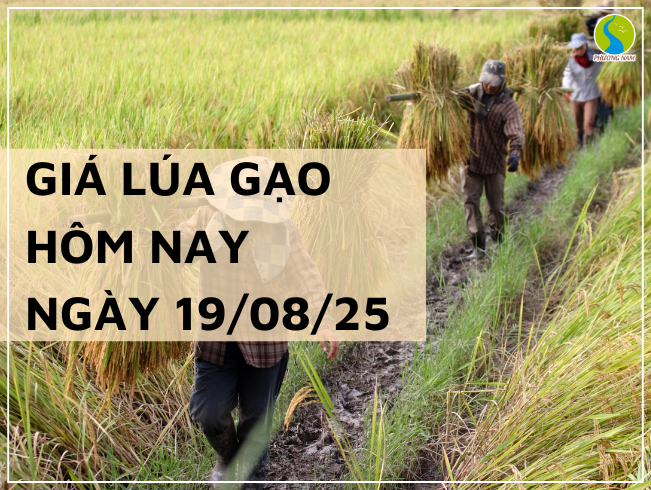 THỊ TRƯỜNG GIÁ LÚA GẠO HÔM NAY NGÀY 19/08/2025: Một số loại gạo tăng giá nhẹ