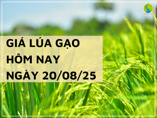 THỊ TRƯỜNG GIÁ LÚA GẠO HÔM NAY NGÀY 20/08/2025: Giá gạo nguyên liệu tăng