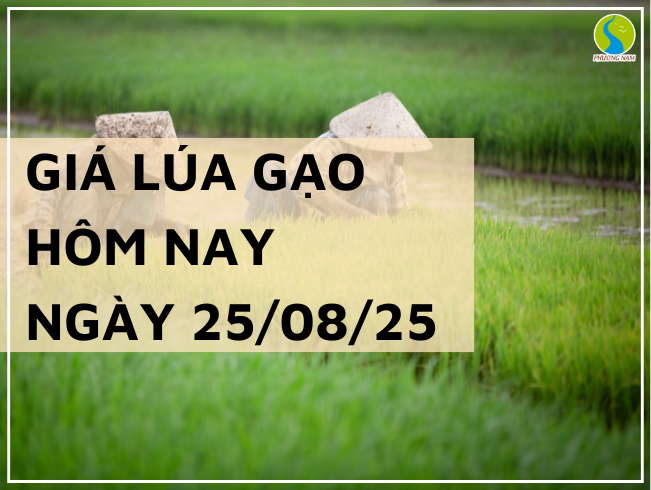 THỊ TRƯỜNG GIÁ LÚA GẠO HÔM NAY NGÀY 25/08/2025: Giao dịch cầm chừng