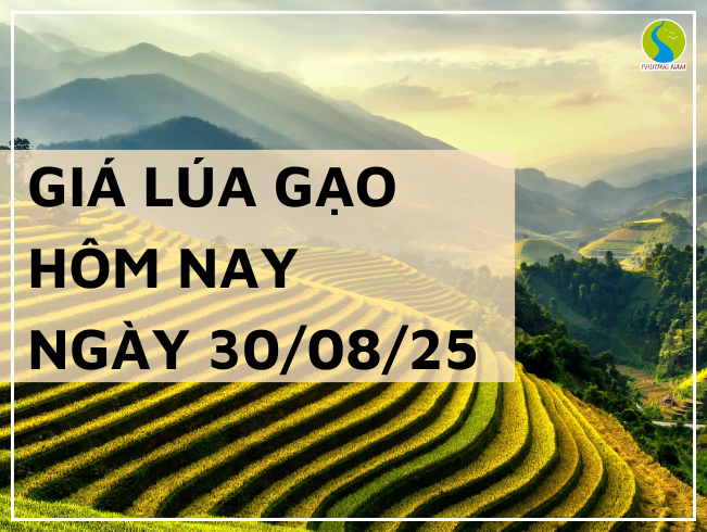 THỊ TRƯỜNG GIÁ LÚA GẠO HÔM NAY NGÀY 30/08/2025: Gạo nguyên liệu bật tăng