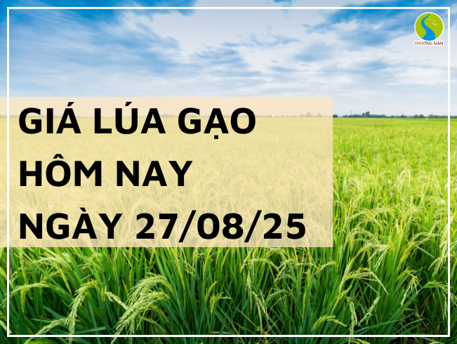 THỊ TRƯỜNG GIÁ LÚA GẠO HÔM NAY NGÀY 27/08/2025: Gạo Nguyên Liệu Giảm Mạnh