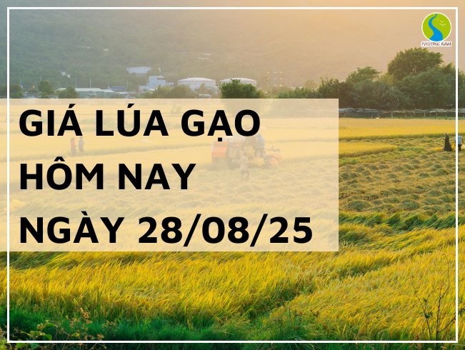 THỊ TRƯỜNG GIÁ LÚA GẠO HÔM NAY NGÀY 28/08/2025: Giao dịch chậm