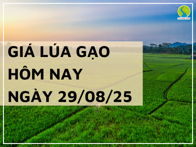 THỊ TRƯỜNG GIÁ LÚA GẠO HÔM NAY NGÀY 29/08/2025: Thị trường trầm lắng