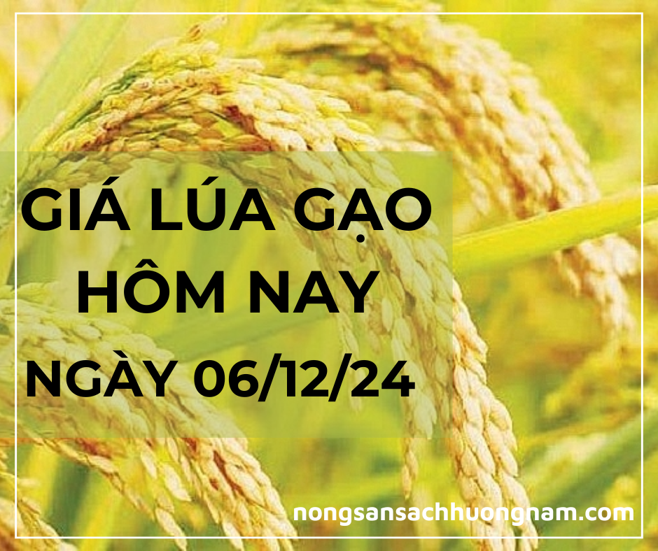 Giá lú gạo hôm nay ngày 06/12/2024 