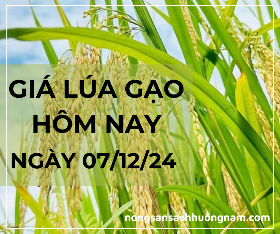 Giá lú gạo hôm nay ngày 07/12/2024 