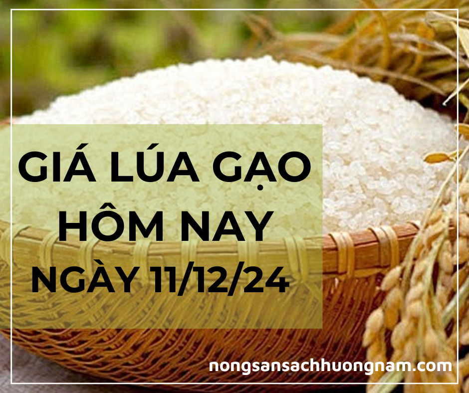 Giá lúa gạo hôm nay ngày 11/12/2024 