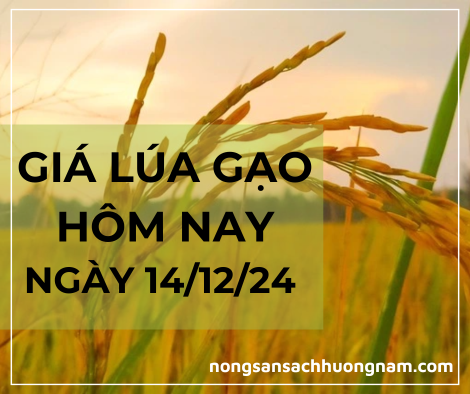 Giá lúa gạo hôm nay ngày 14/12/2024 
