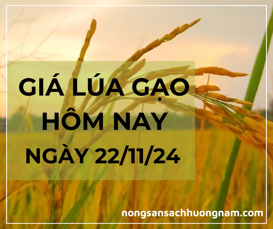 Giá lúa gạo hôm nay ngày 22/11/2024