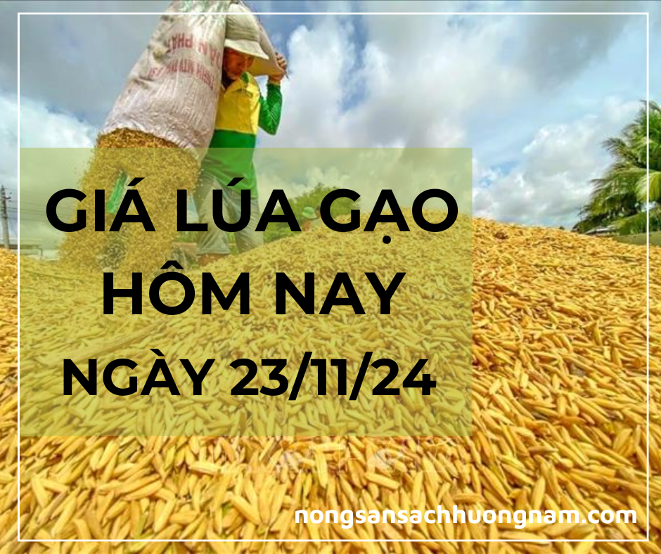 Giá lúa gạo hôm nay ngày 22/11/2024