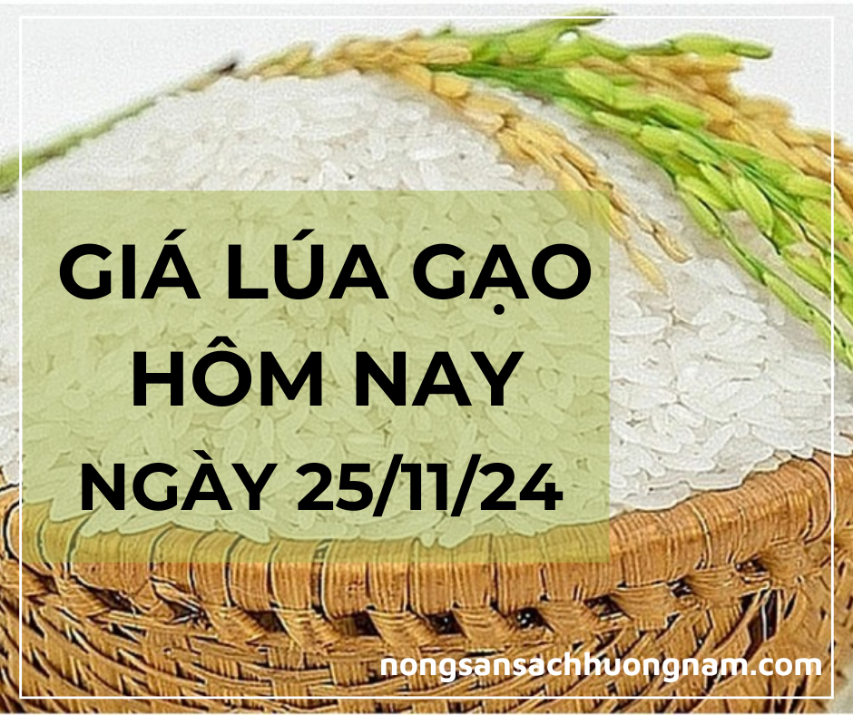 Giá lúa gạo hôm nay ngày 25/11/2024