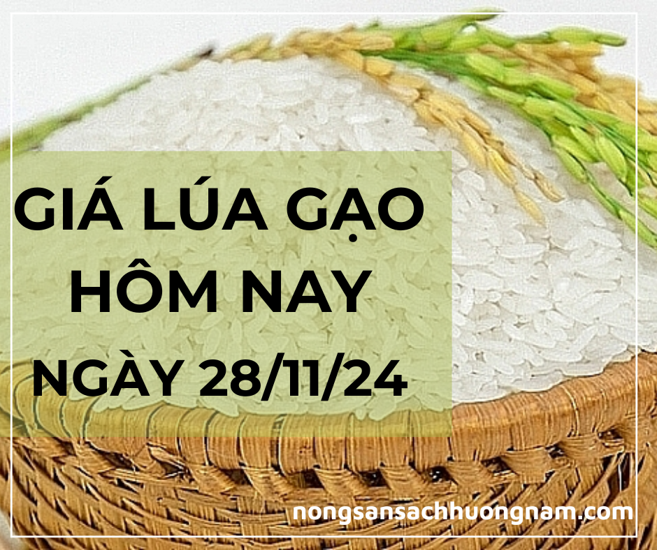 Gía lúa gạo hôm nay  ngày 28/11/2024 