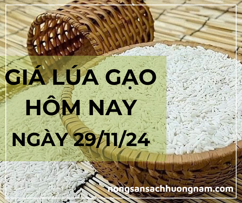 Gía lúa gạo hôm nay  ngày 29/11/2024 