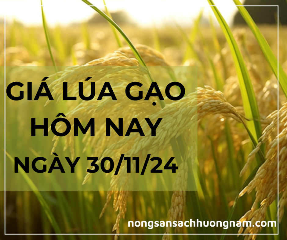 Gía lúa gạo hôm nay  ngày 30/11/2024 