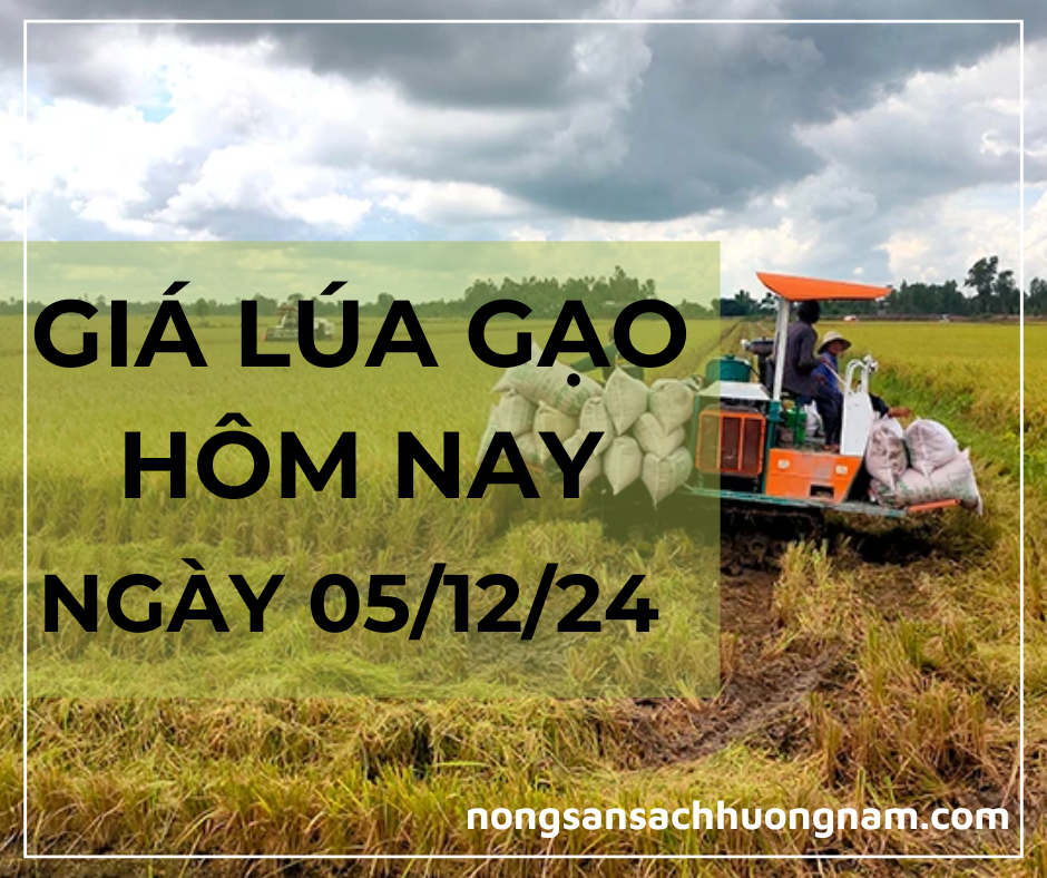 Giá lú gạo hôm nay ngày 05/12/2024 