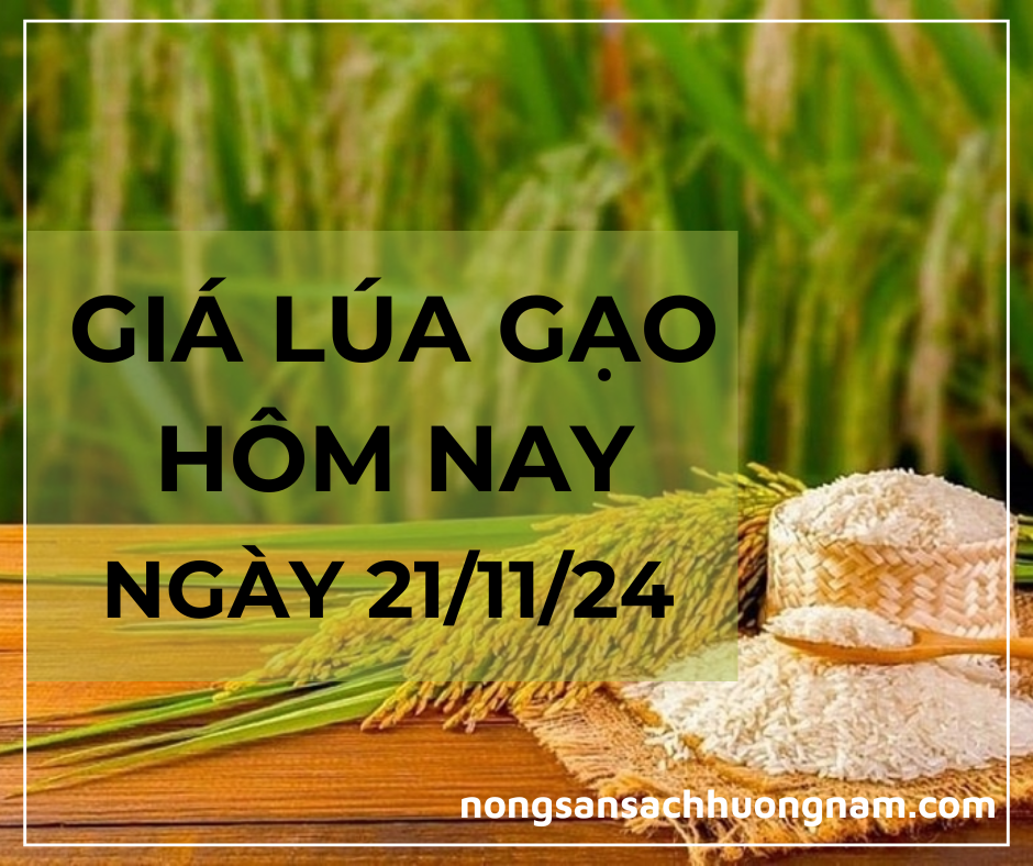 Giá lúa gạo hôm nay ngày 20/11/2024