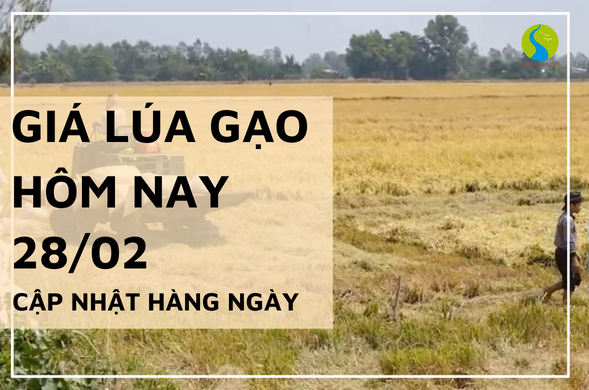 Giá lúa gạo hôm nay ngày 28/02/2024