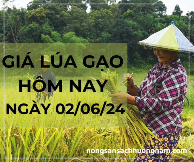 Giá lúa gạo hôm nay ngày 02/06/2024