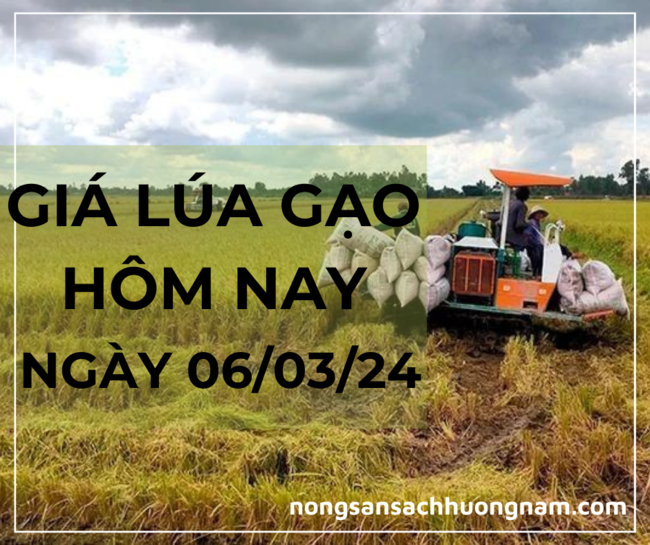 Giá lúa gạo hôm nay ngày 06/03/2024