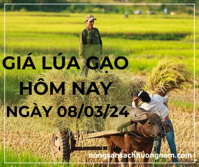 Giá lúa gạo hôm nay ngày 08/03/2024 