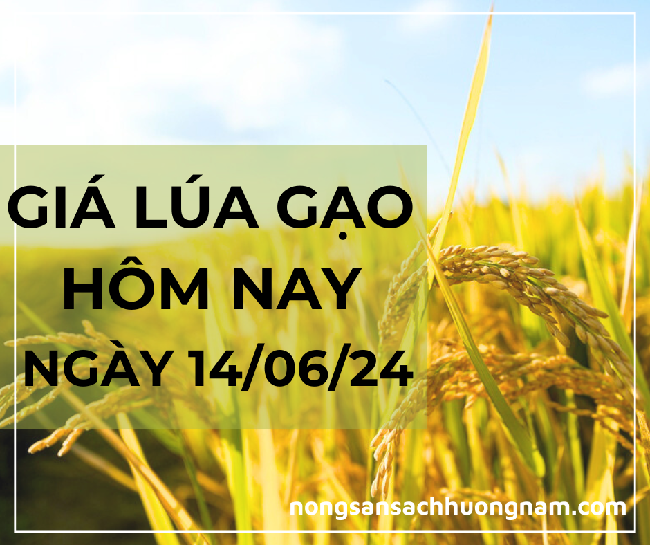 Giá lúa gạo hôm nay ngày 14/06/2024 