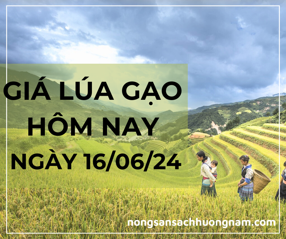 Giá lúa gạo hôm nay ngày 16/06/2024 