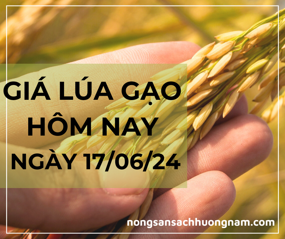 Giá lúa gạo hôm nay ngày 17/06/2024 
