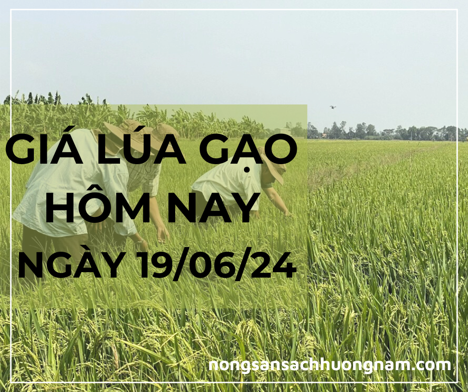 Giá lúa gạo hôm nay ngày 19/06/2024