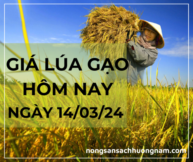 Giá lúa gạo hôm nay ngày 14/03/2024 