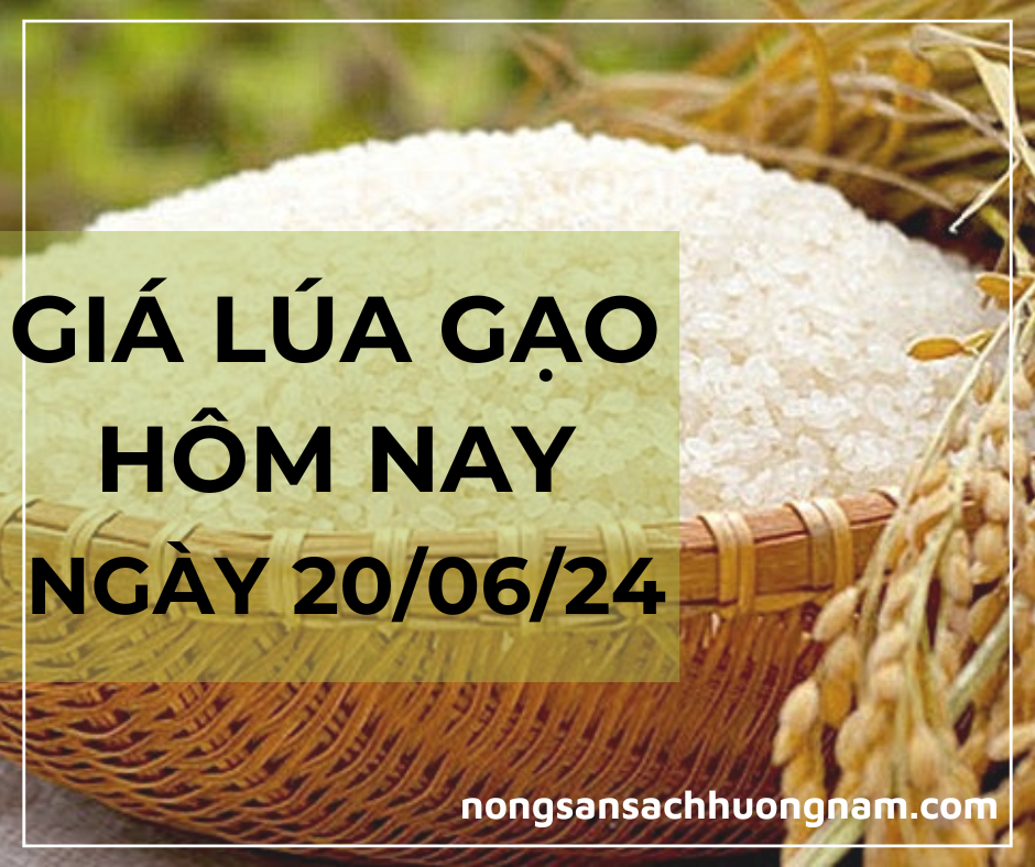 Giá lúa gạo hôm nay ngày 20/06/2024