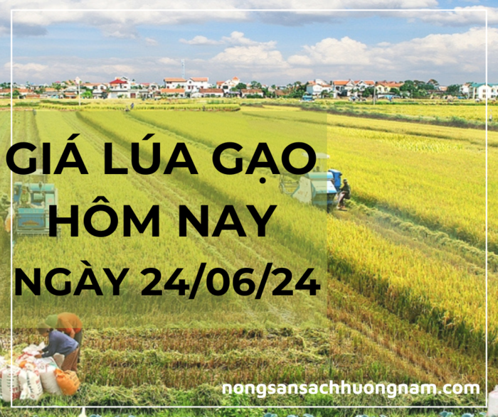 Giá lúa gạo hôm nay ngày 24/06/2024 