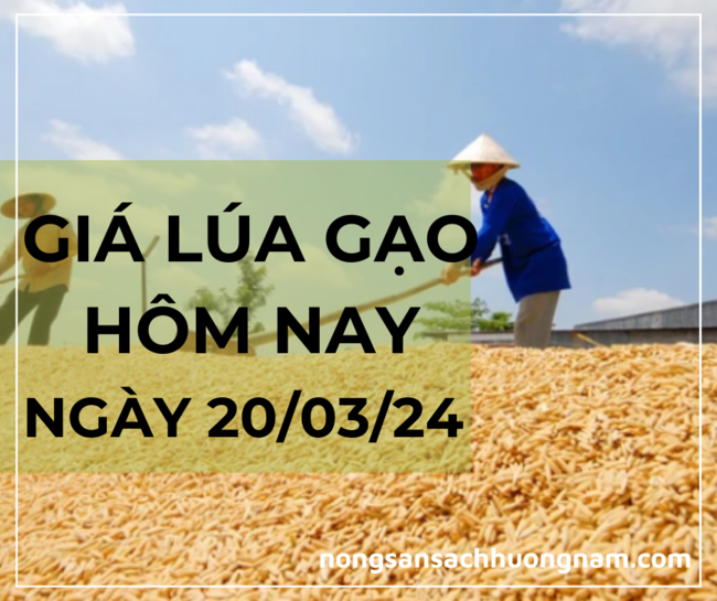 Giá lúa gạo hôm nay ngày 20/03/2024