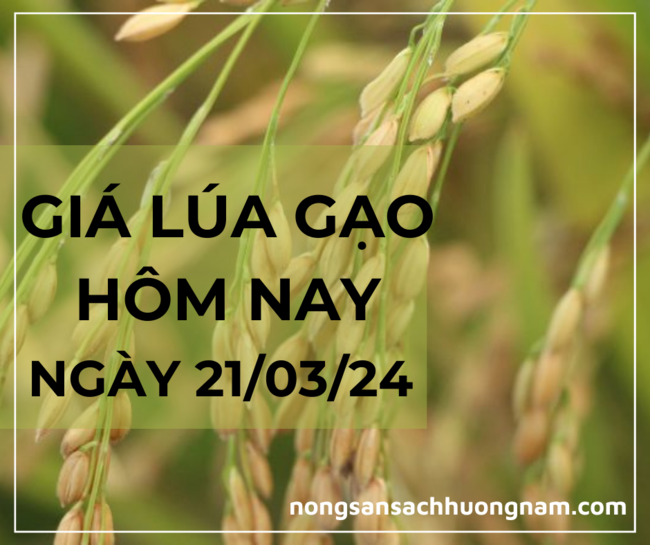 Giá lúa gạo hôm nay ngày 21/03/2024