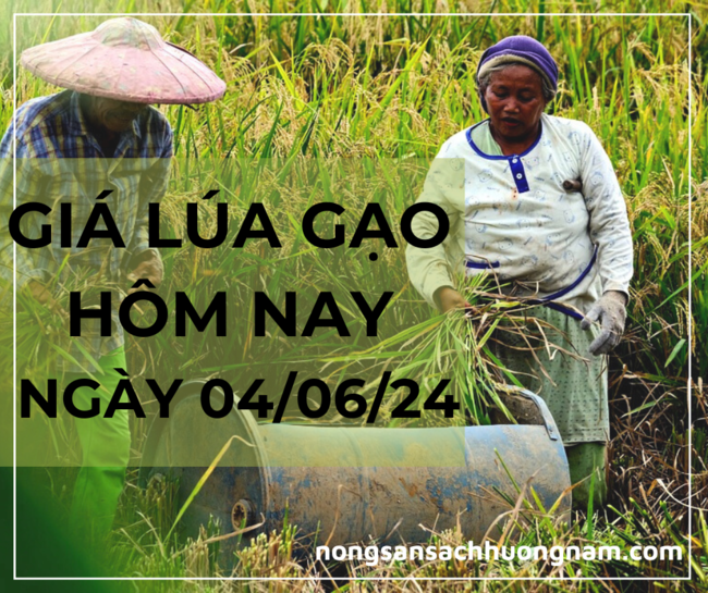 Giá lúa gạo hôm nay ngày 04/06/2024 
