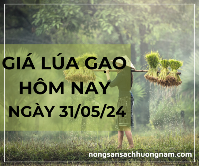 Giá lúa gạo hôm nay ngày 31/05/2024 