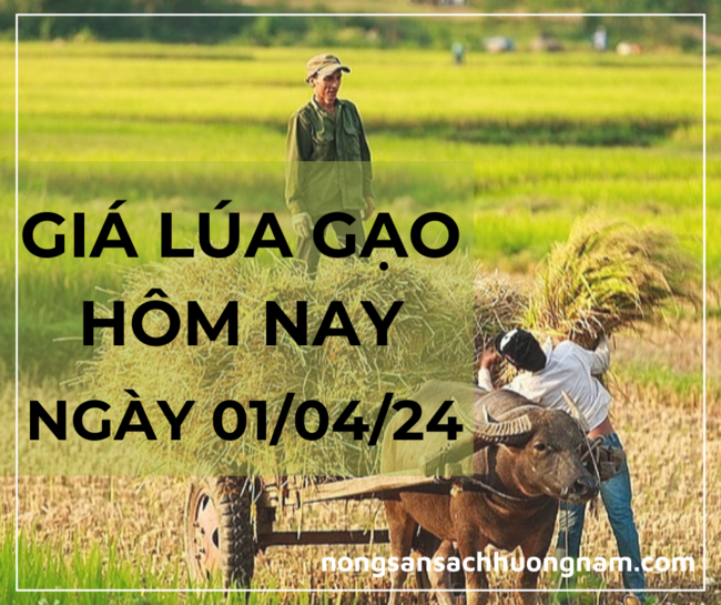 Giá lúa gạo hôm nay ngày 01/04/2024 