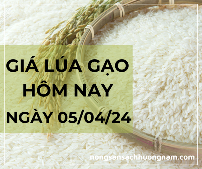 Giá lúa gạo hôm nay ngày 05/04/2024 