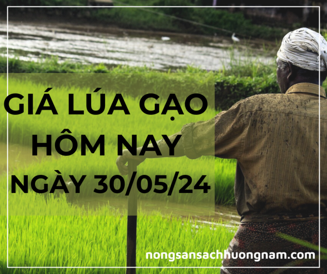 Giá lúa gạo hôm nay  ngày 30/05/2024 